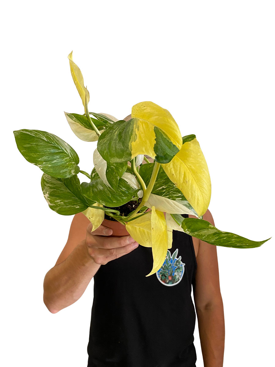Rhapidophora Indo. Variegata