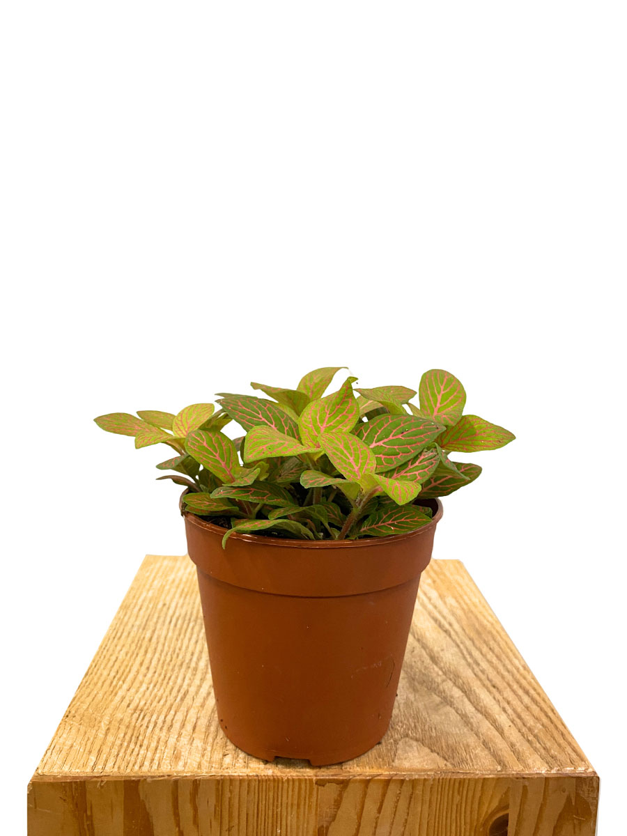 Fittonia Mosaic Skeleton