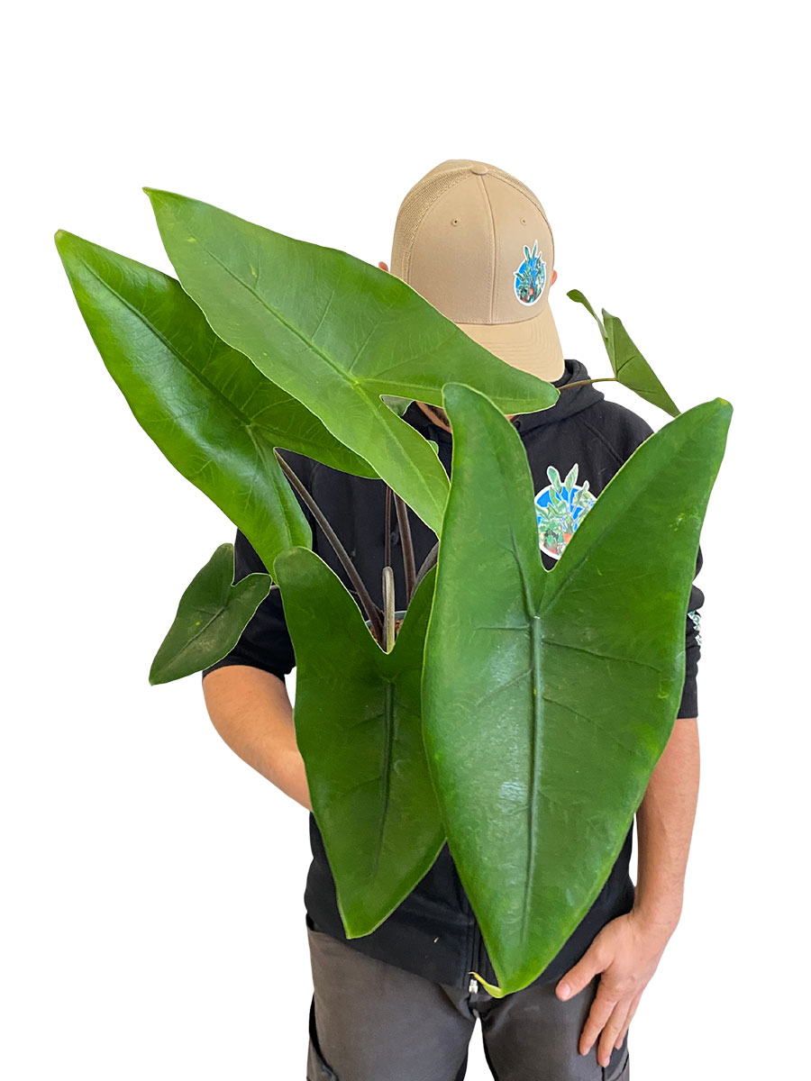 Alocasia Zebrina Black