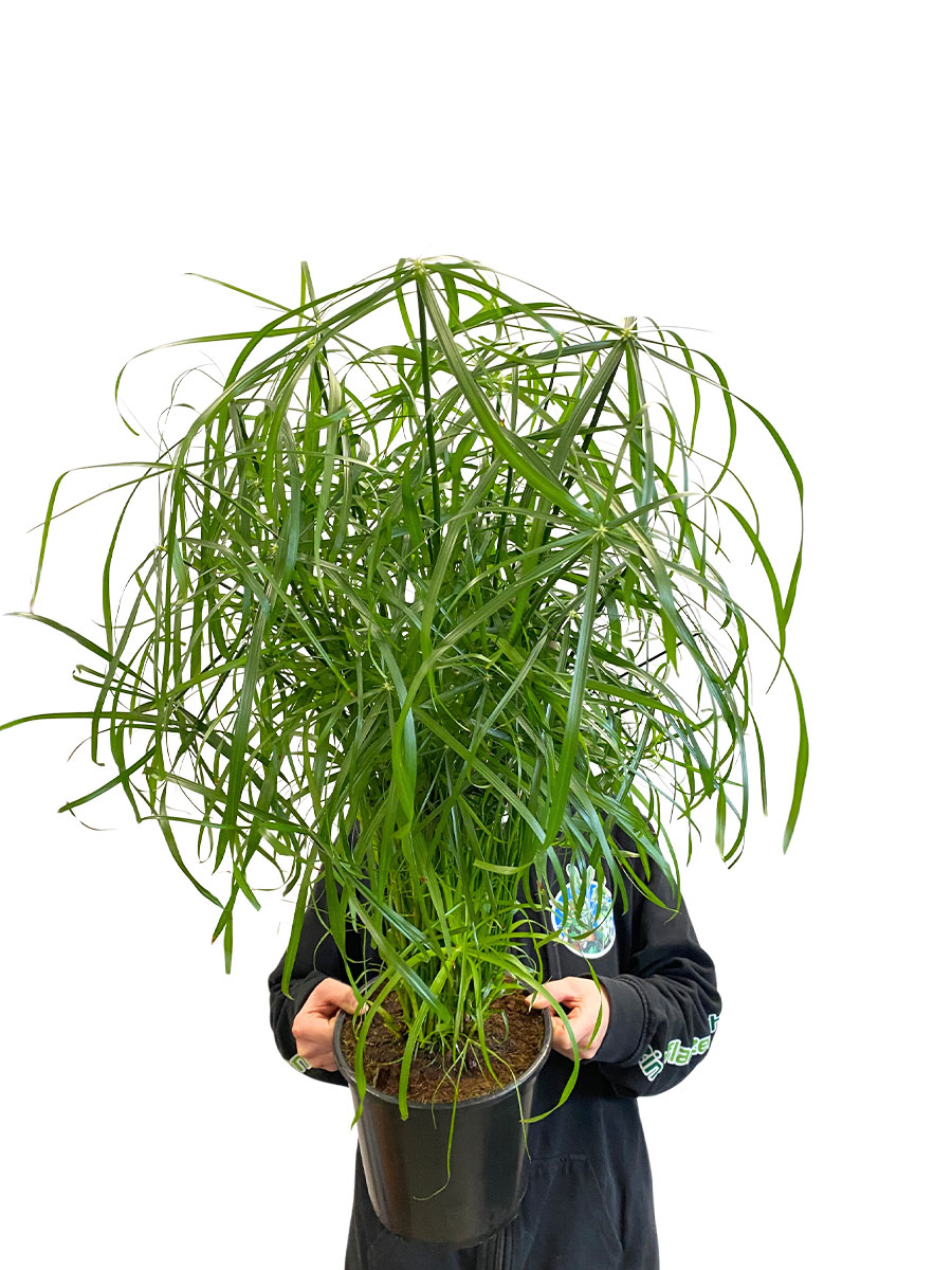 Zypergras Cyperus Alternifolius