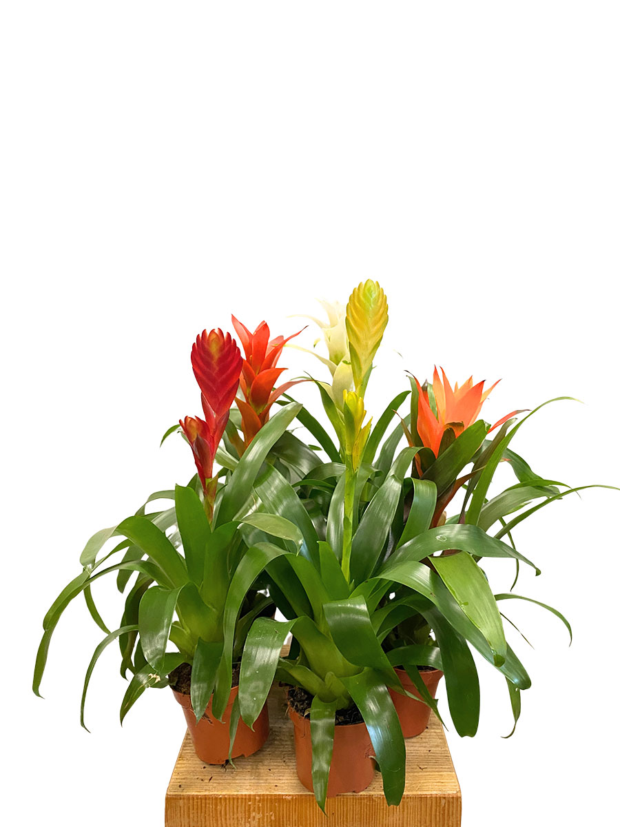 Bromelia 5er Set - Gemischt Gross