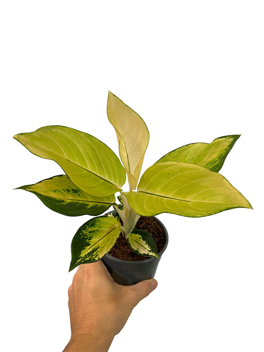 Aglaonema Gold