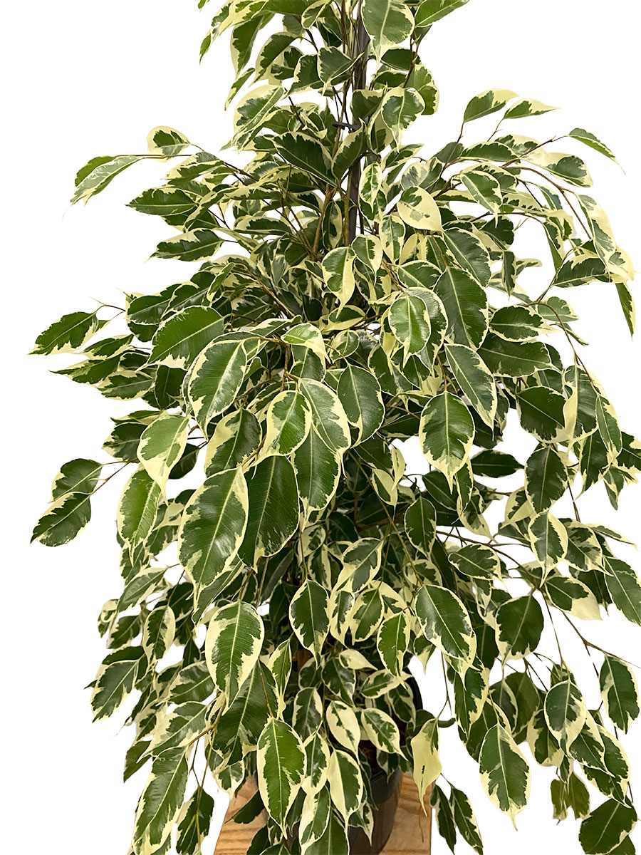 Birkenfeige Ficus Benjamina Twilight