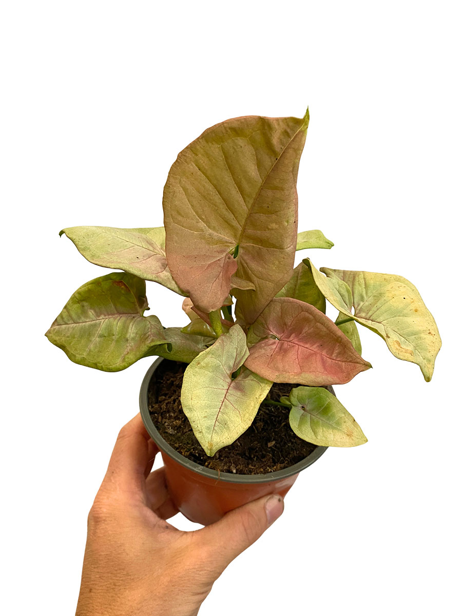 Syngonium Neon