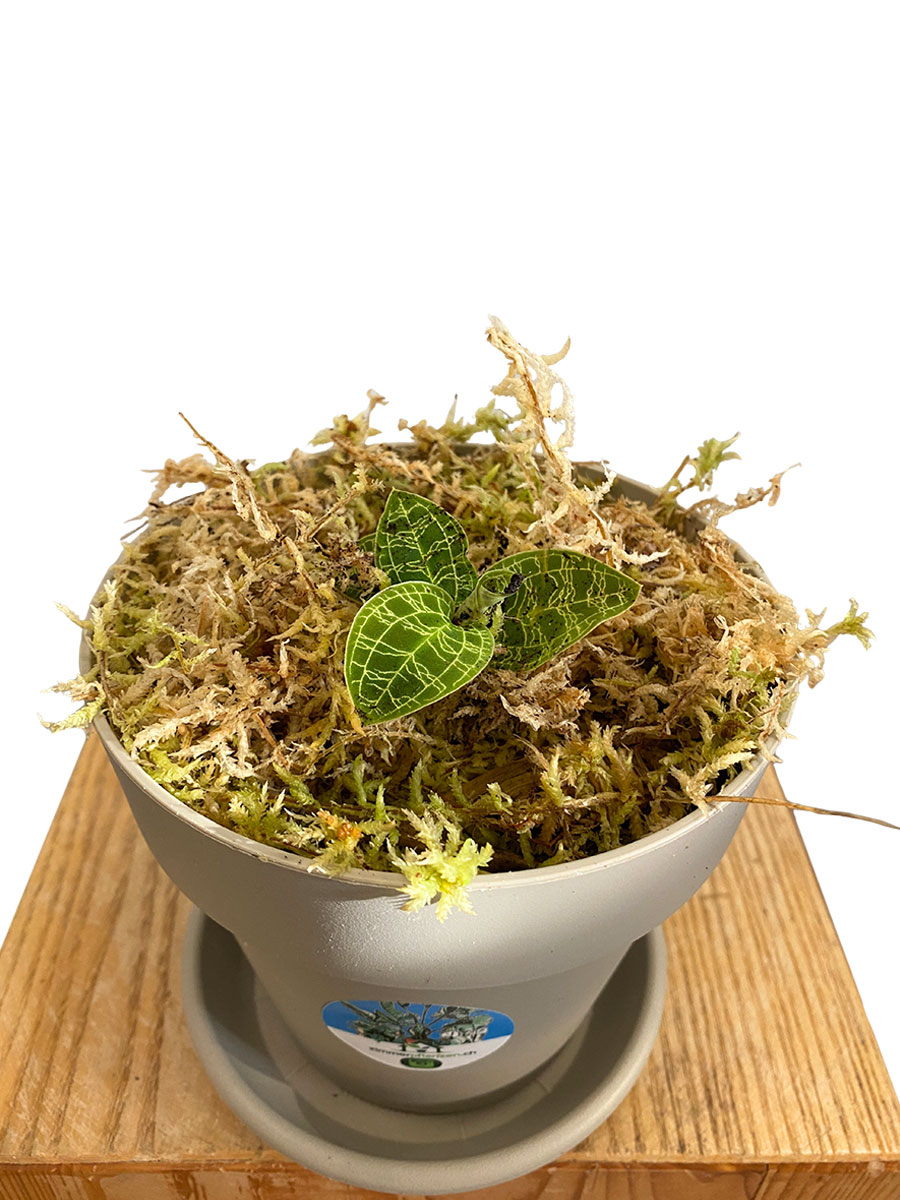Juwelorchidee Macodes Petula Smaragd