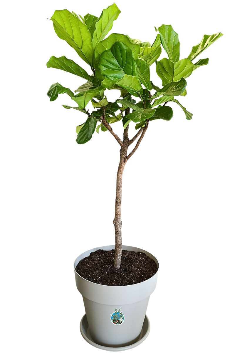Geigenfeige Ficus lyrata Stamm - Gross