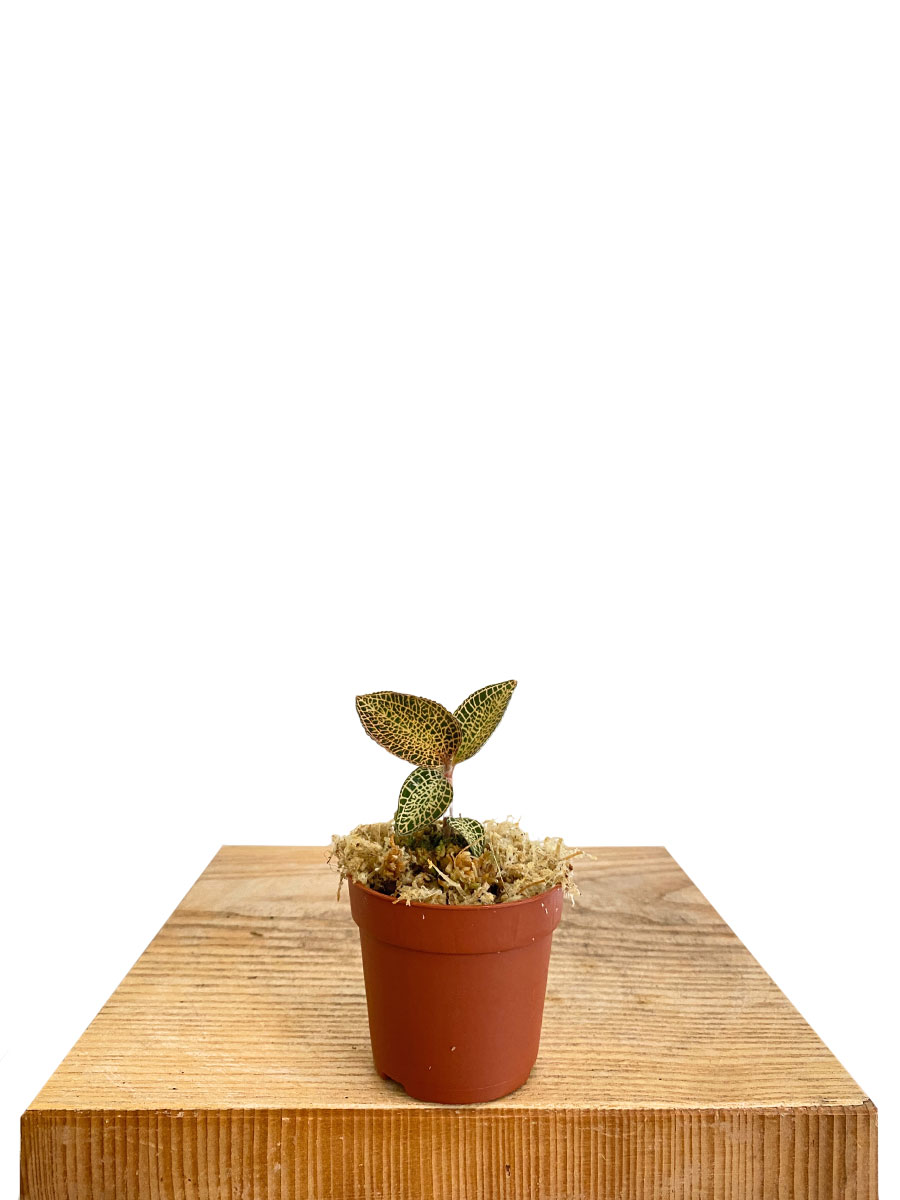 Juwelorchidee Ludisia Topaz