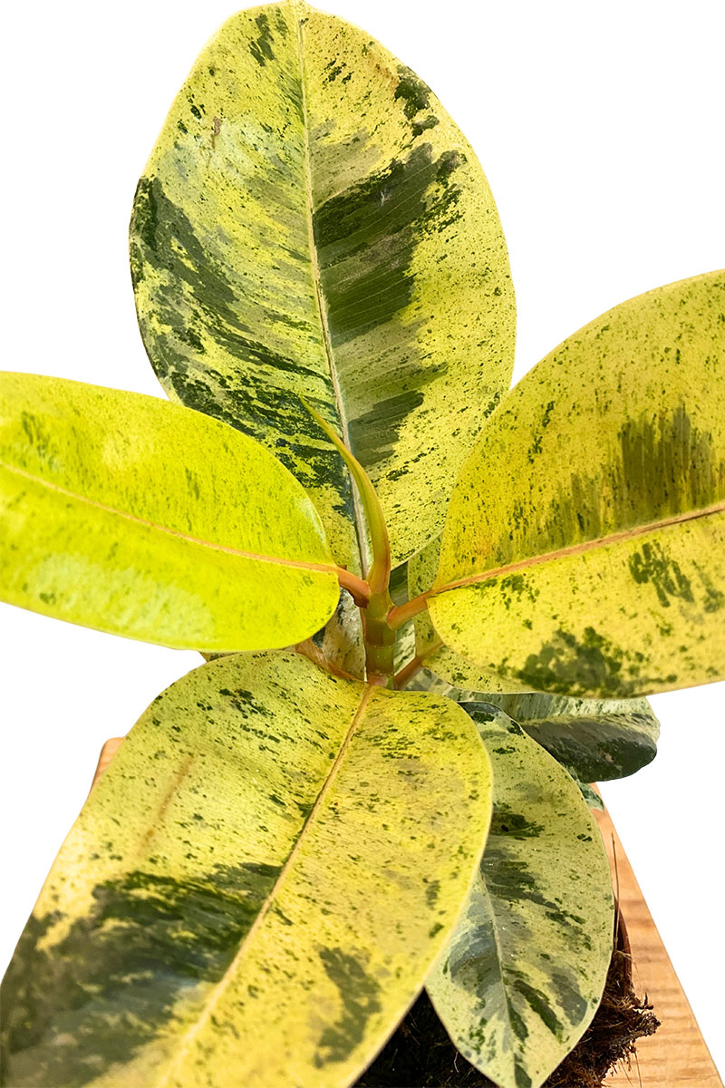 Ficus Schrijveriana