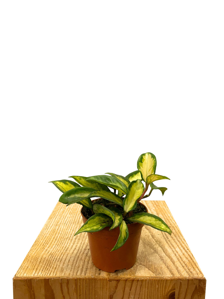 Hoya Carnosa Tricolor