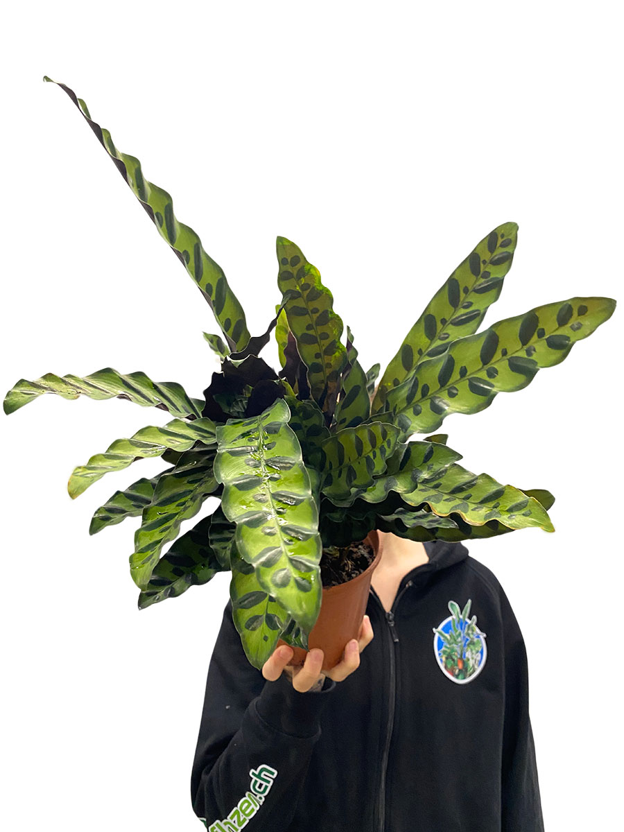 Calathea Lancifolia