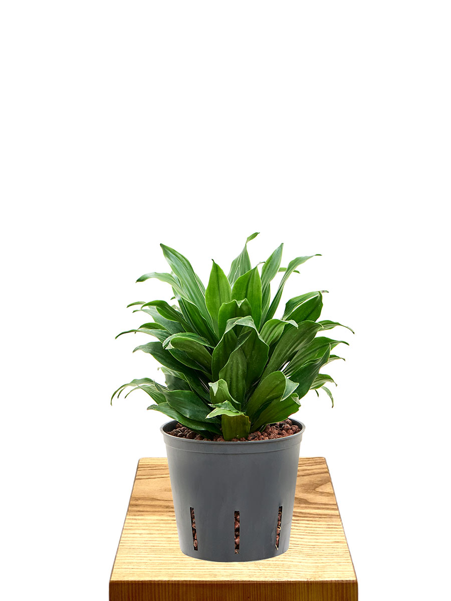Hydro - Dracaena Fragrans Compacta 