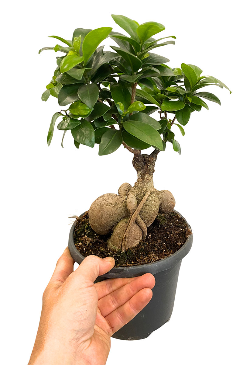 Ficus Microcarpa Ginseng