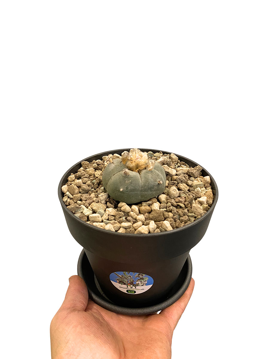 Peyote Lophophora Williamsii