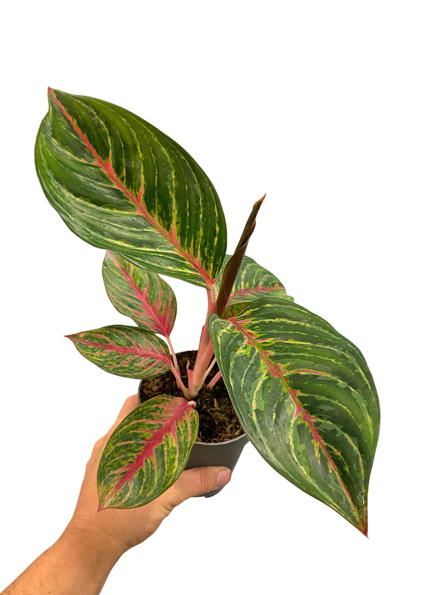 Aglaonema Olive Red
