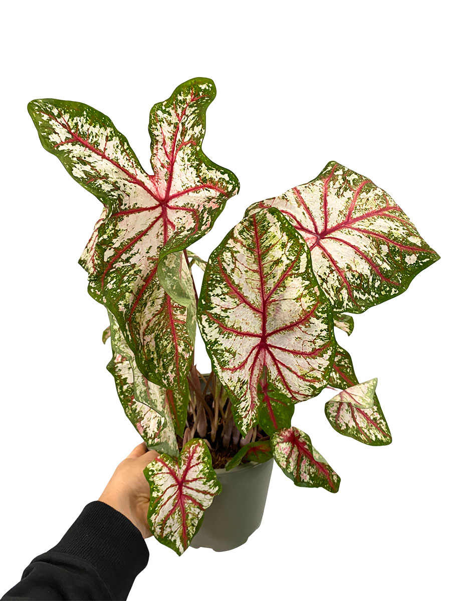 Caladium Tapestry XL