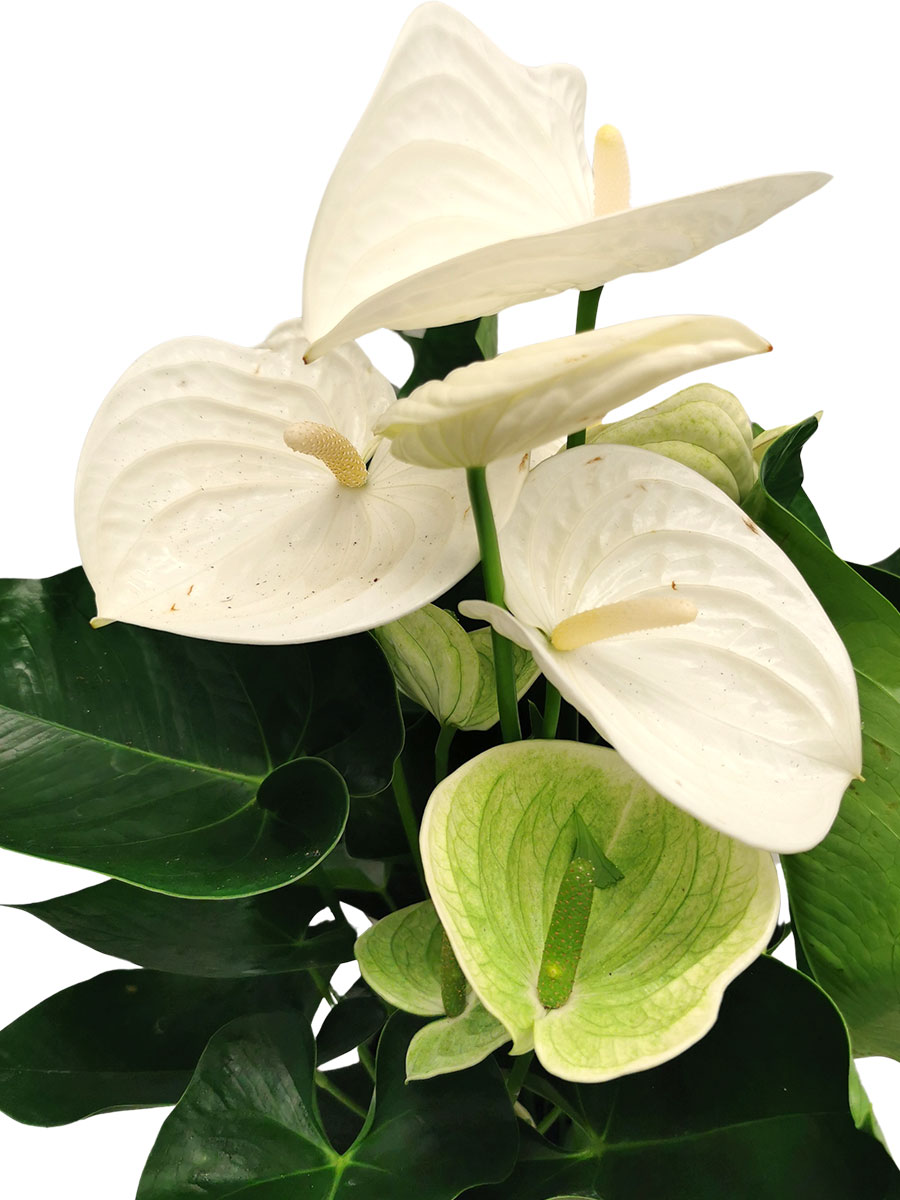 Anthurium White Champion