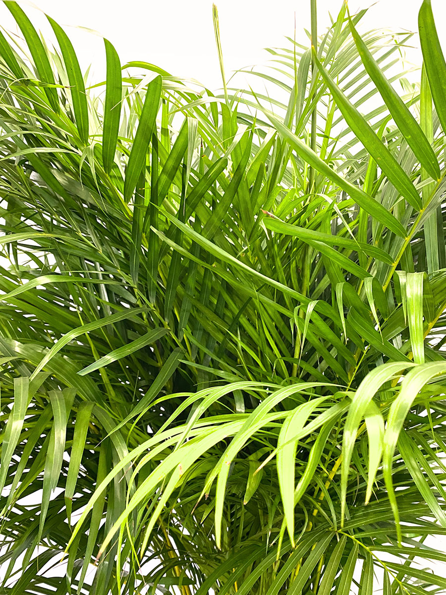 Dypsis Areca Goldfruchtpalme XXL
