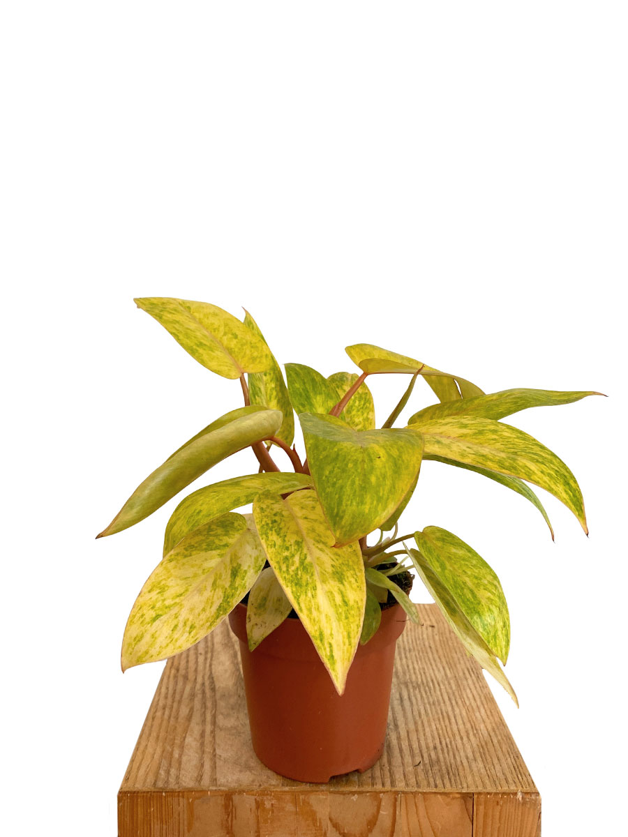 Philodendron Painted Lady