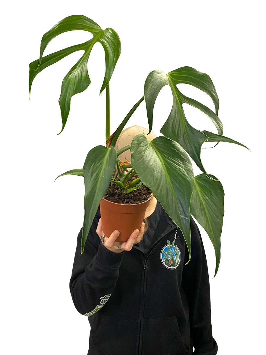 Monstera Burle Marx Flame