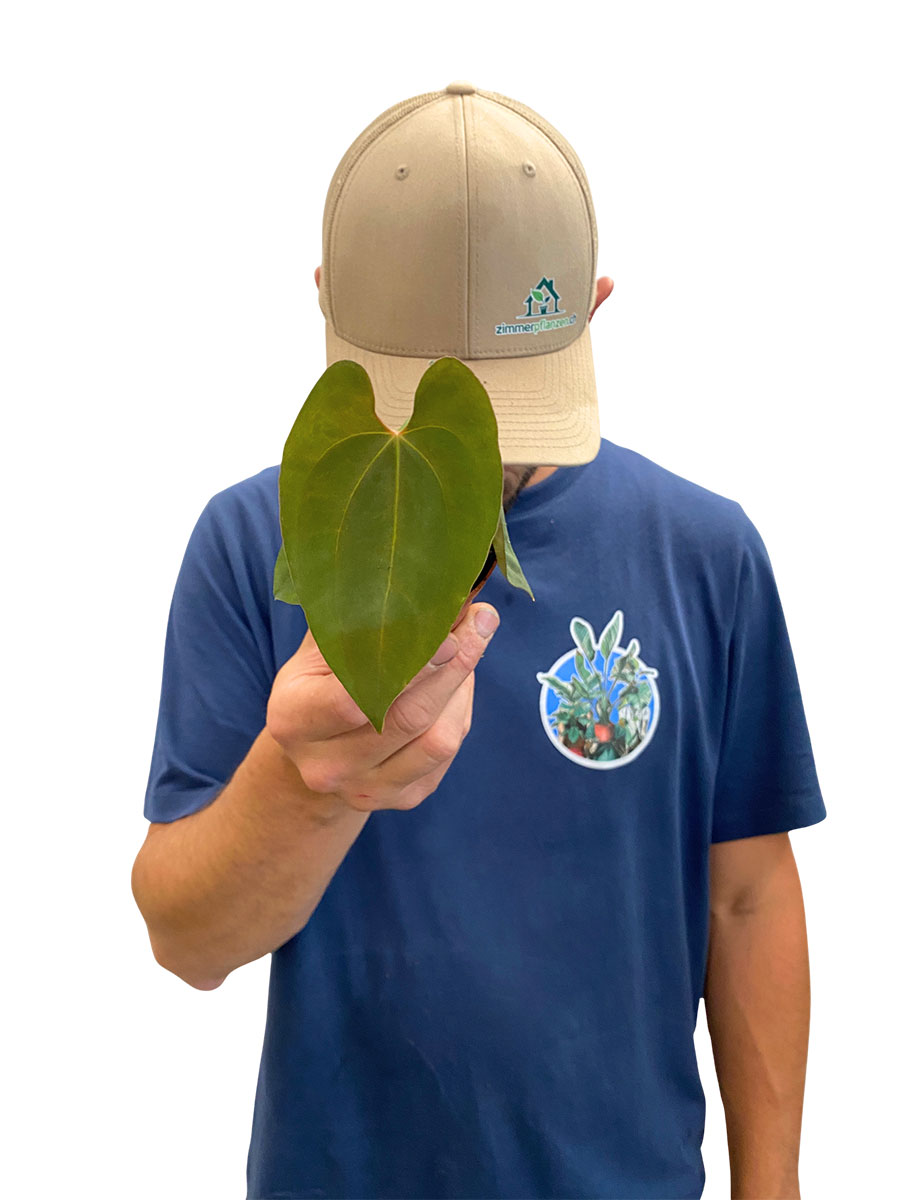 Anthurium Dark Phoenix x Papillilaminum