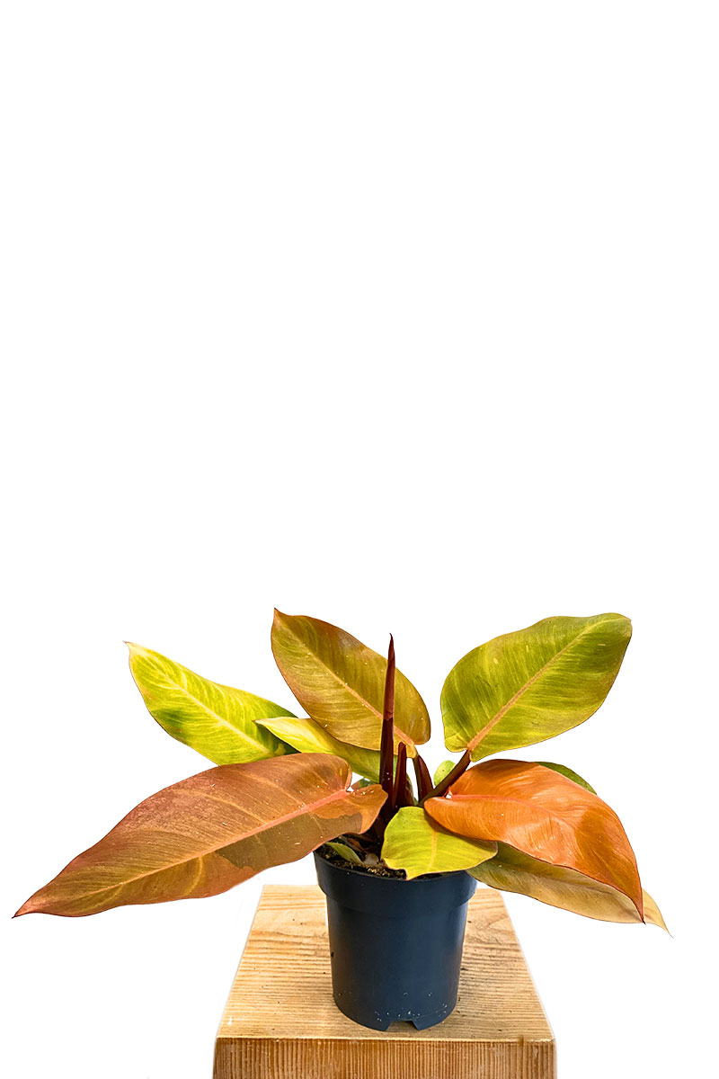 Philodendron Prince of Orange