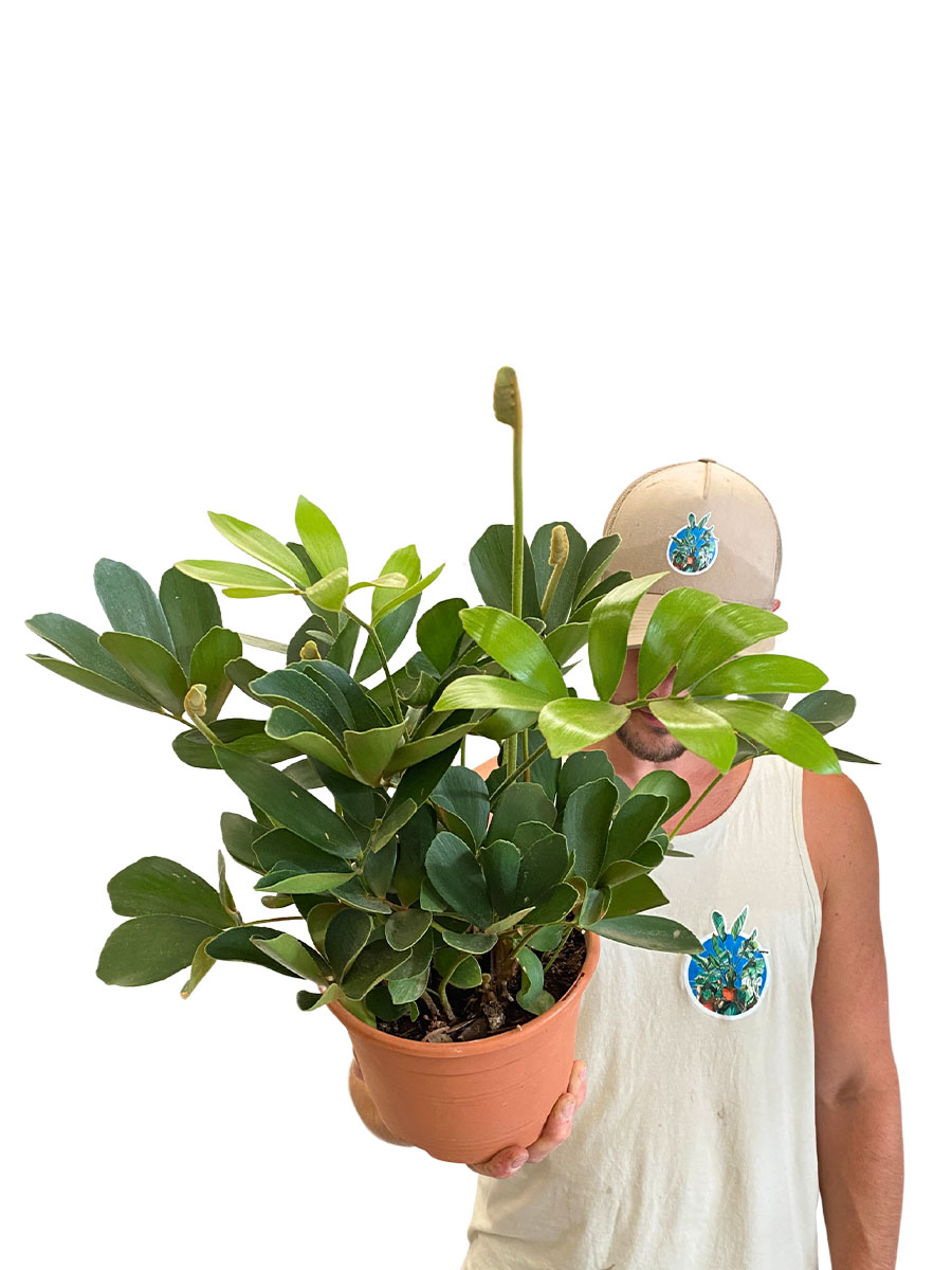 Zamia Furfuracea