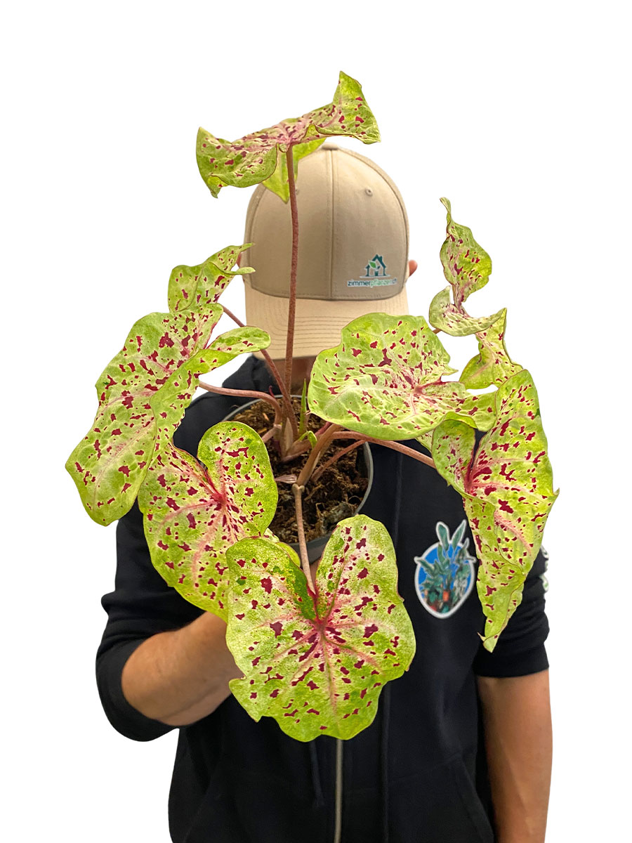 Caladium Miss Muffet