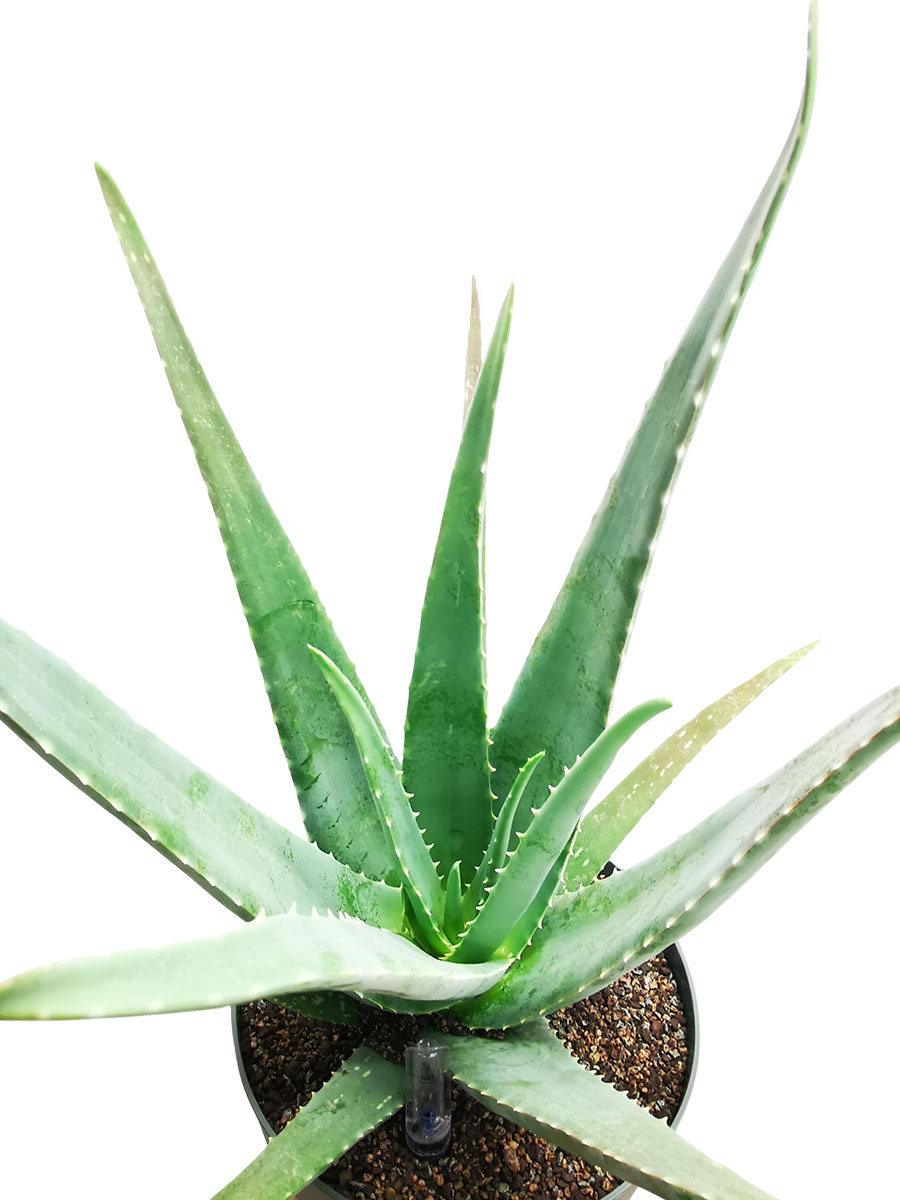 Aloe Vera Bio