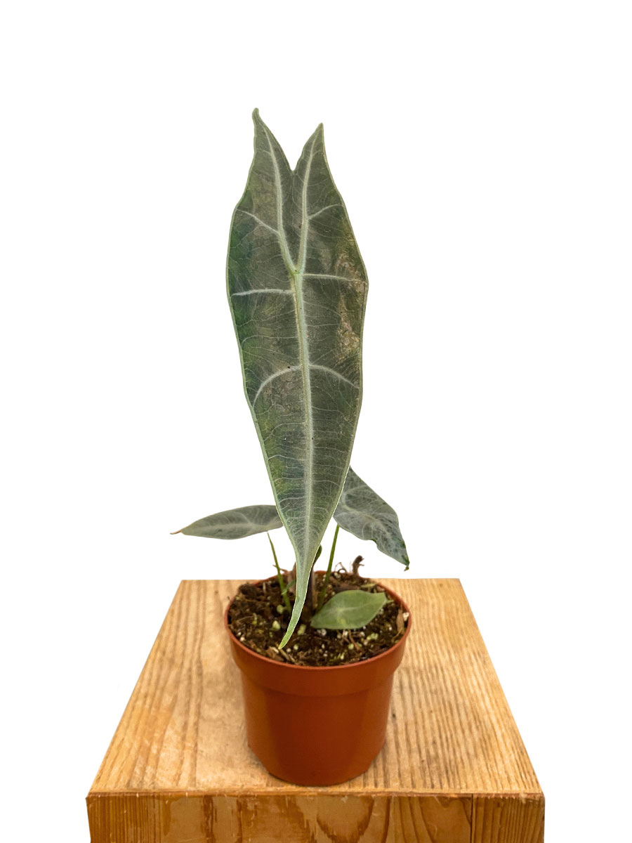 Alocasia Longiloba Silver