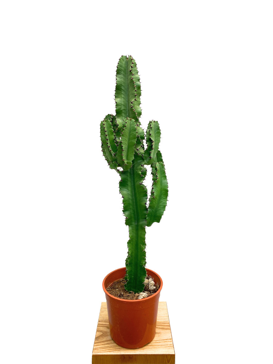 Euphorbia Ingens 70-80cm