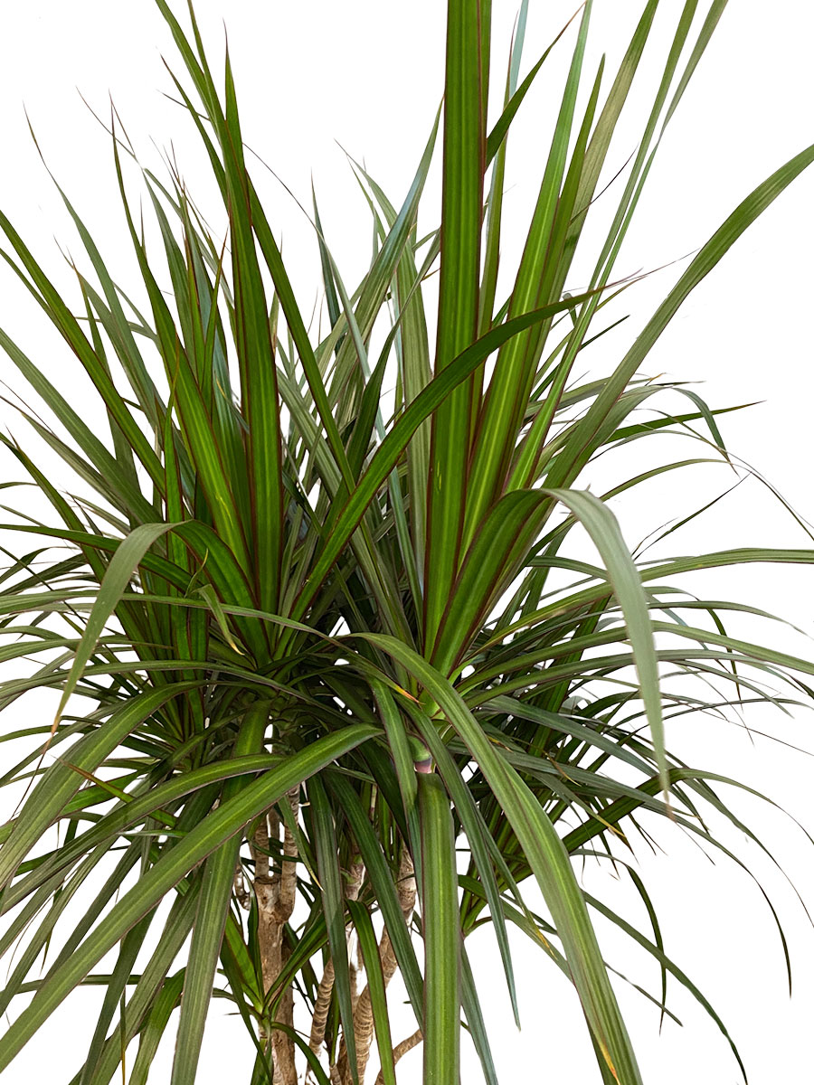 Dracaena Marginata Verzweigt