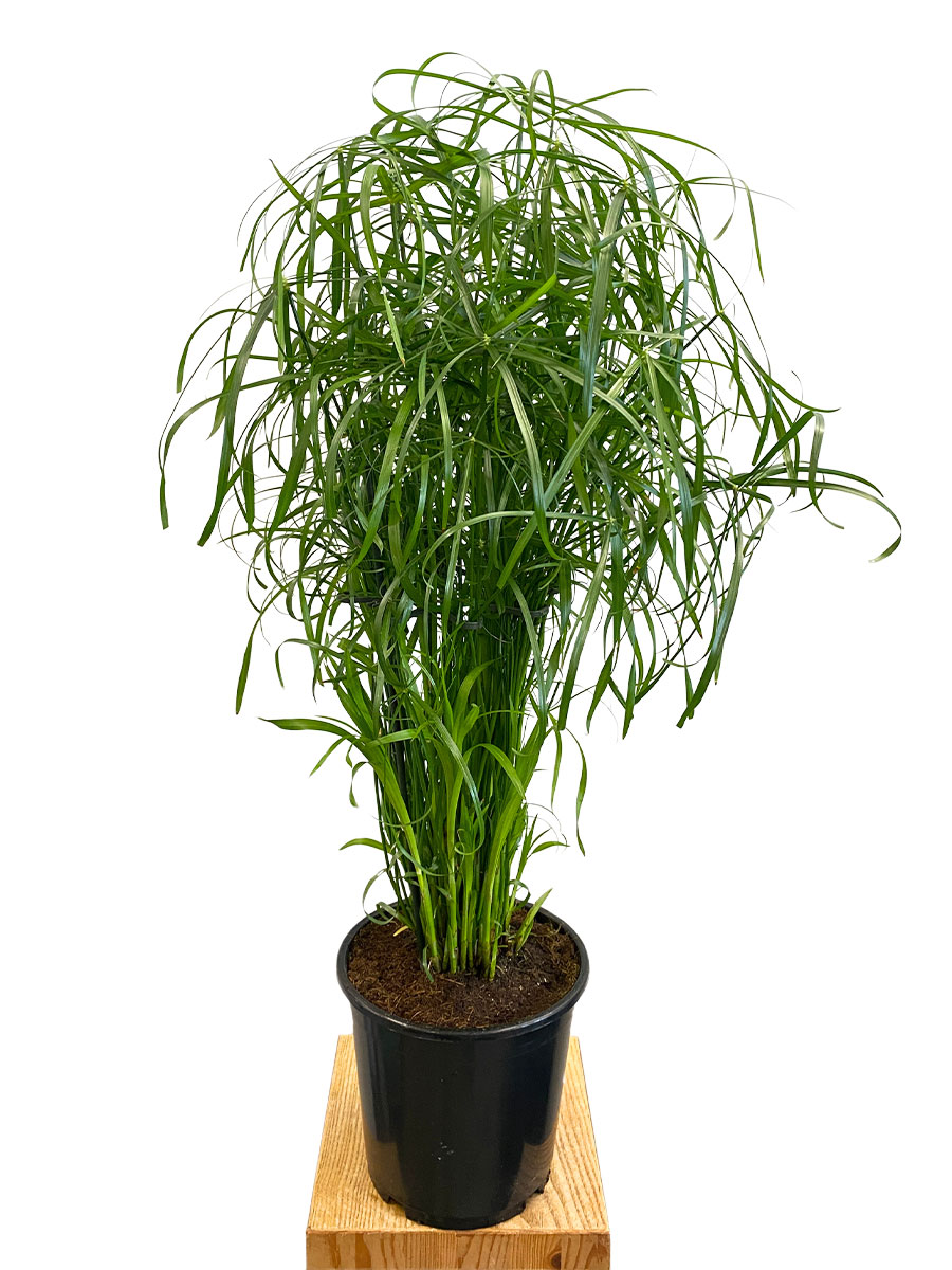 Zypergras Cyperus Alternifolius