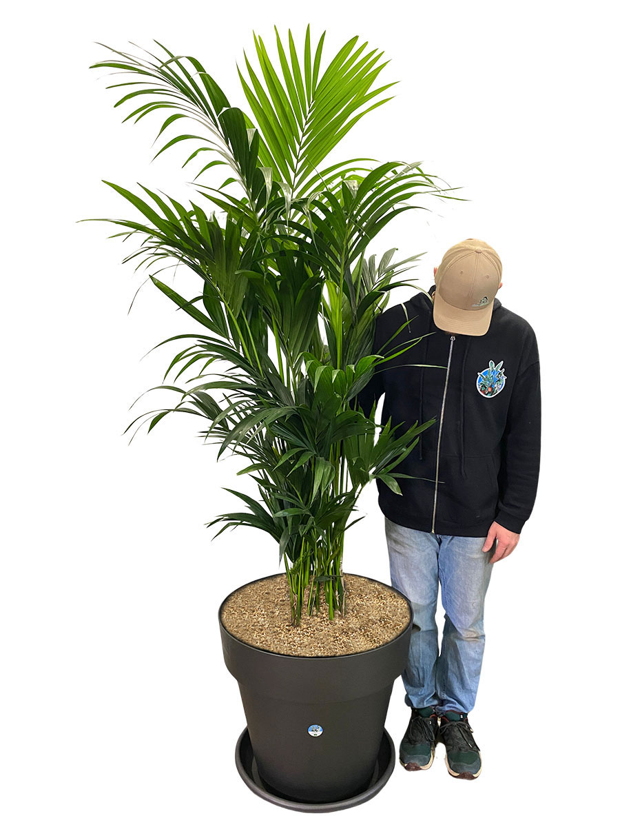 Kentiapalme Howea Forsteriana XXL