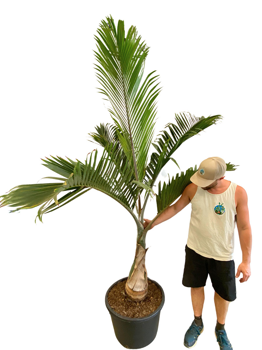Betelnusspalme Areca catechu - Gross