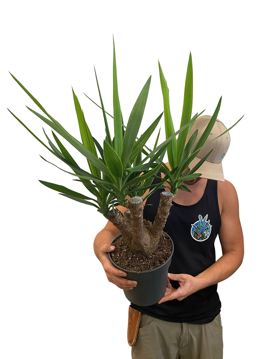 Palmlilie Yucca Elephantipes Verzweigt