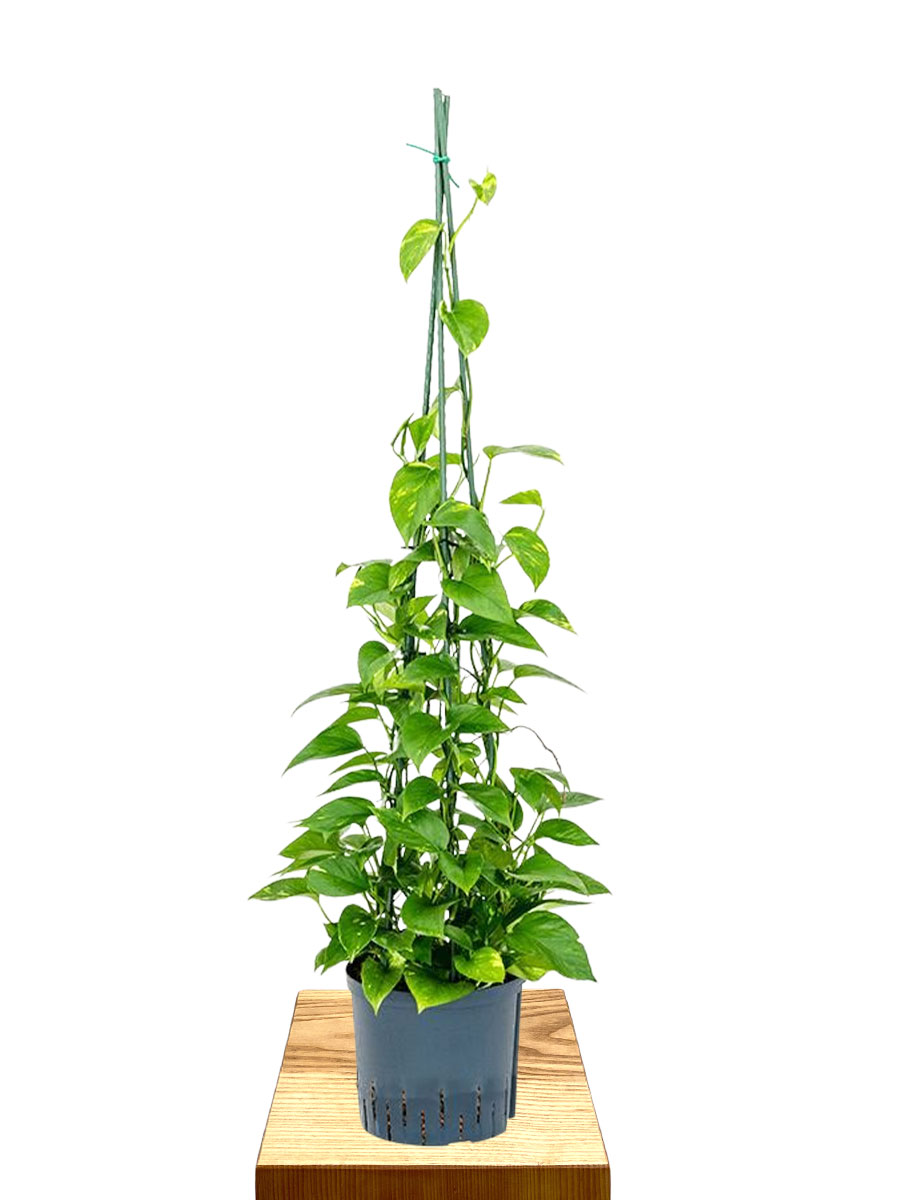 Hydro -  Scindapsus Epipremnum Aureum