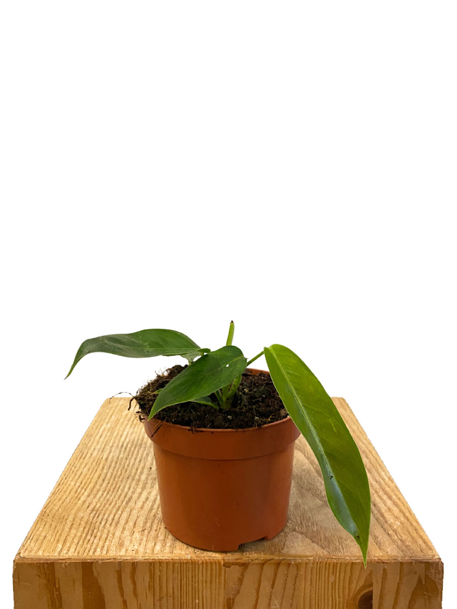 Baby Philodendron Patriciae