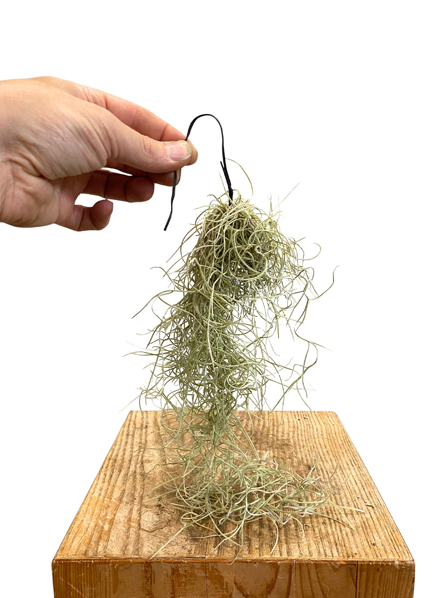 Baby Tillandsia Usneoides 