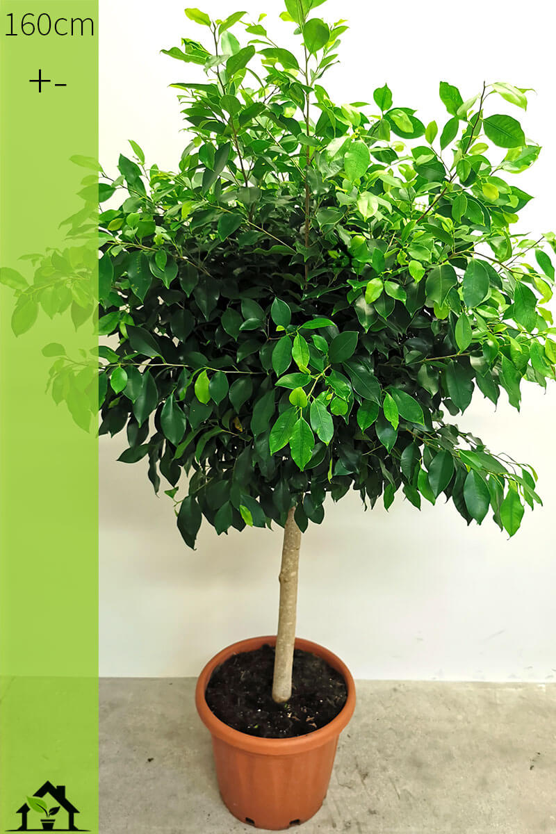 Ficus exotica 160cm Zimmerpflanzen online kaufen