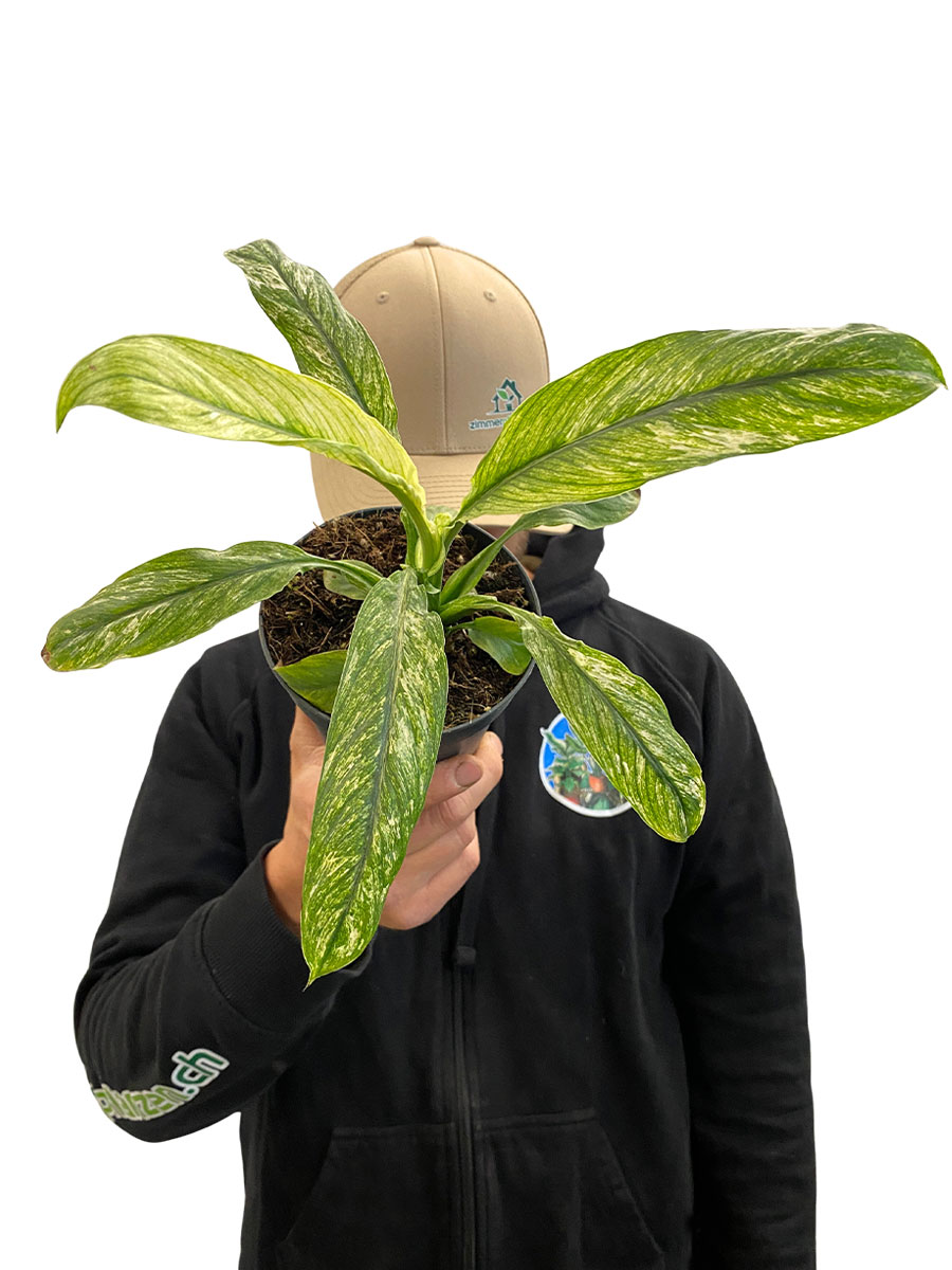 Spathiphyllum Sensation Variegata