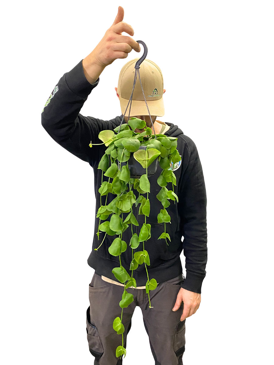 Hänger - Dischidia Pectenoides