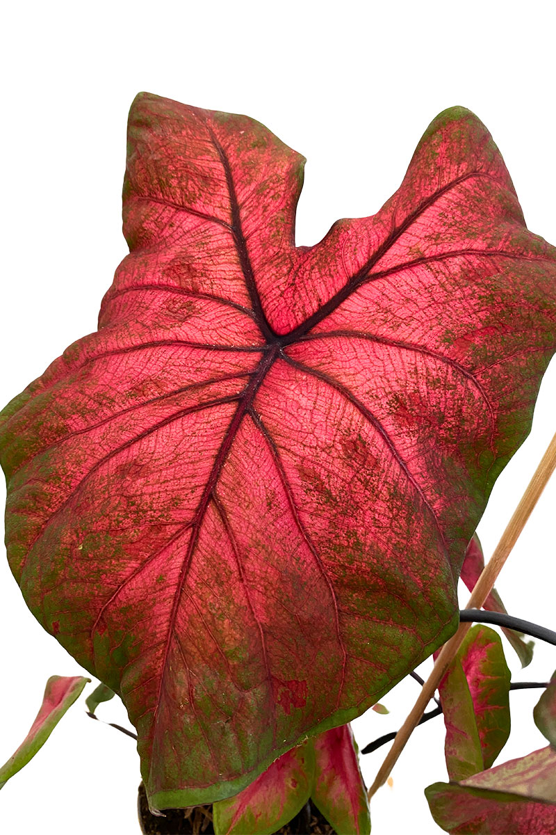 Caladium Postman Joyner