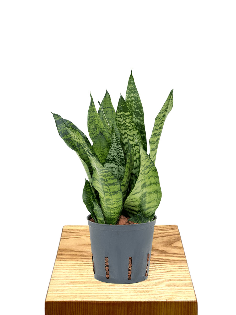 Hydro - Bogenhanf Sansevieria Compacta
