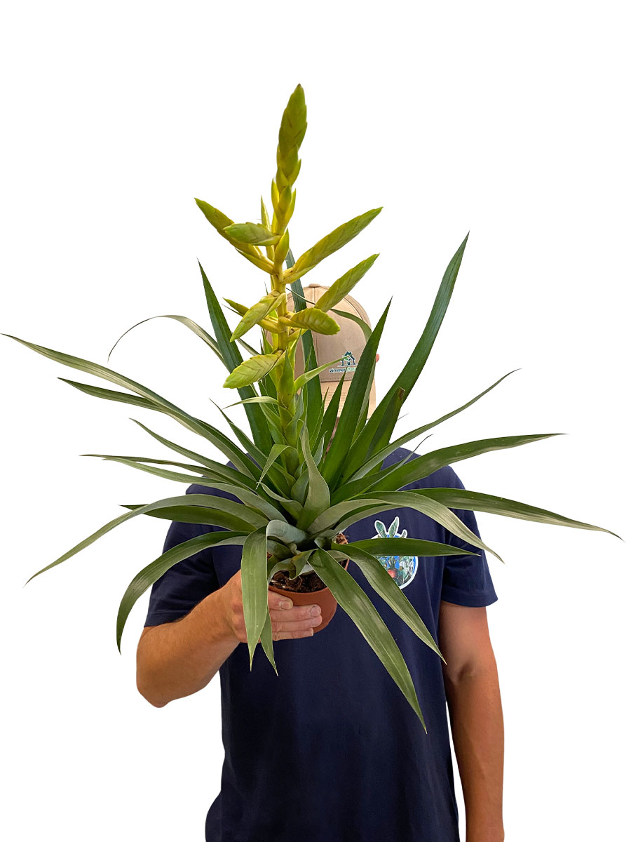 Tillandsia Oerstediana
