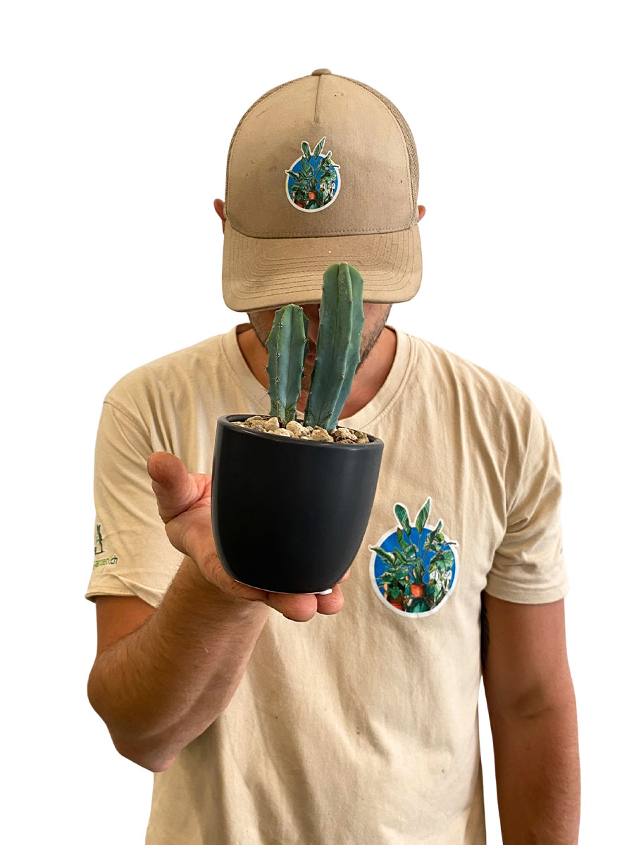 Myrtillocactus Geometrizans Keramik