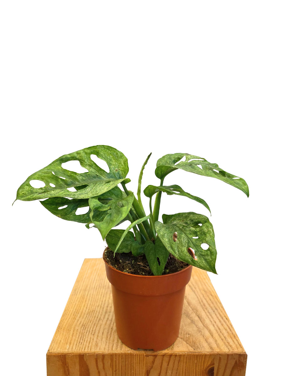Monstera Adansonii Mint