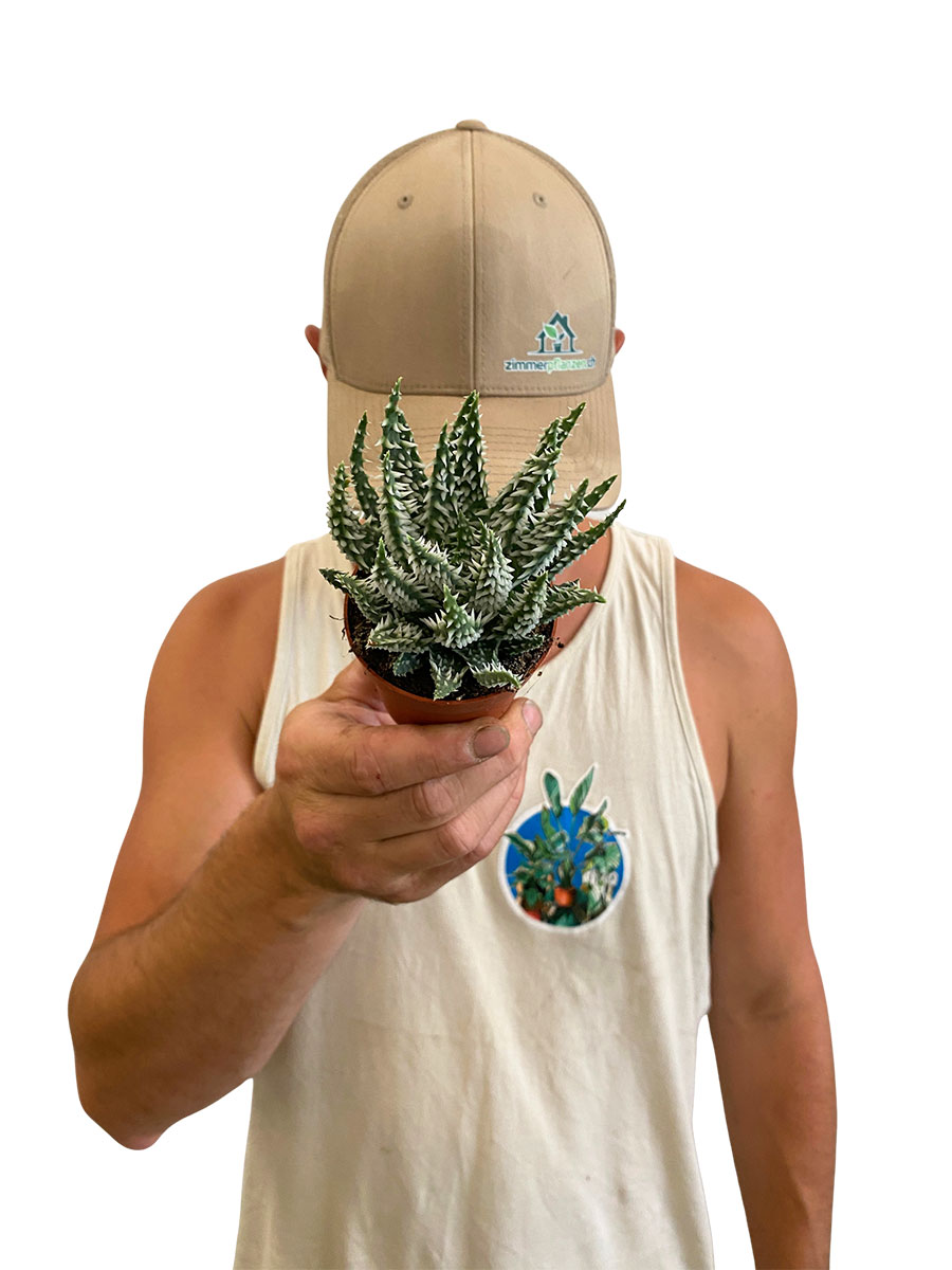 Baby Aloe Vera Humilis Shark