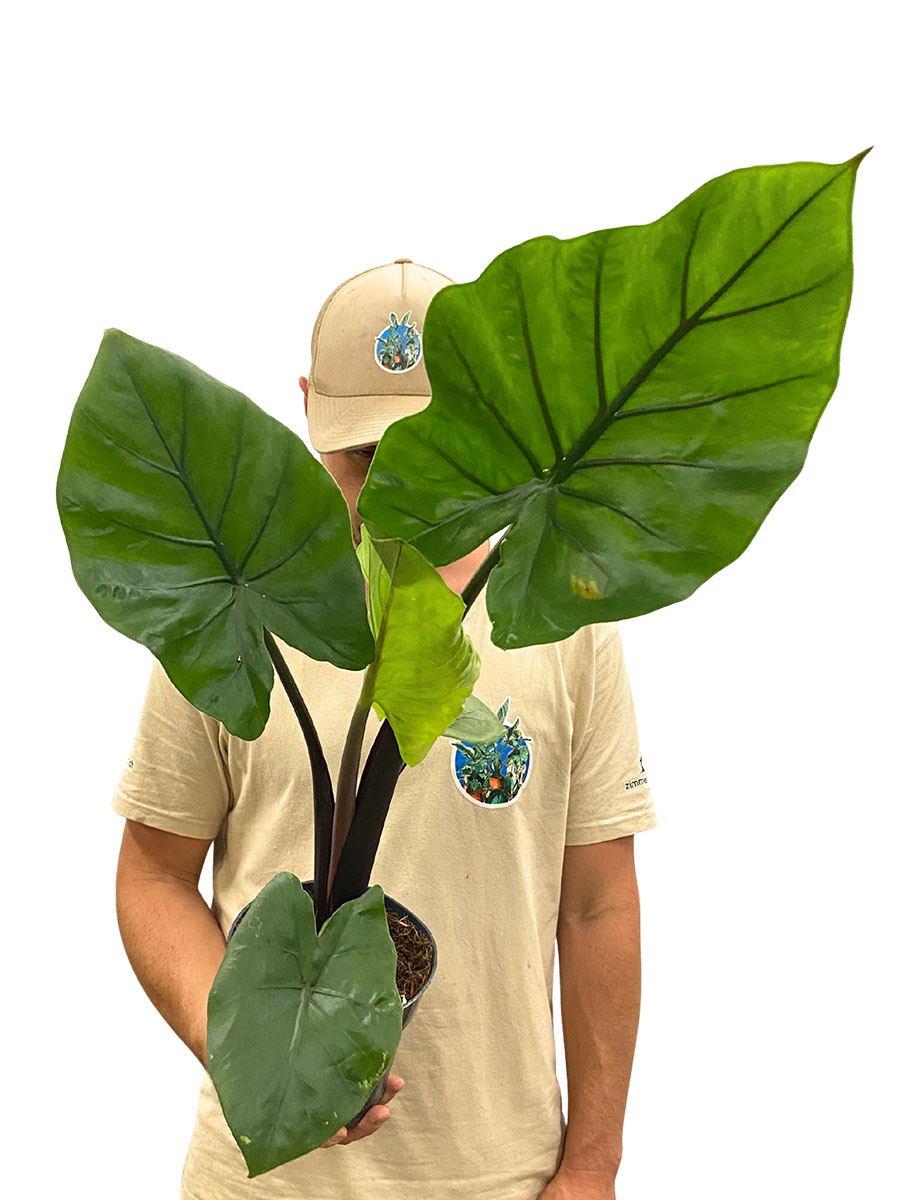 Alocasia Black Cobra