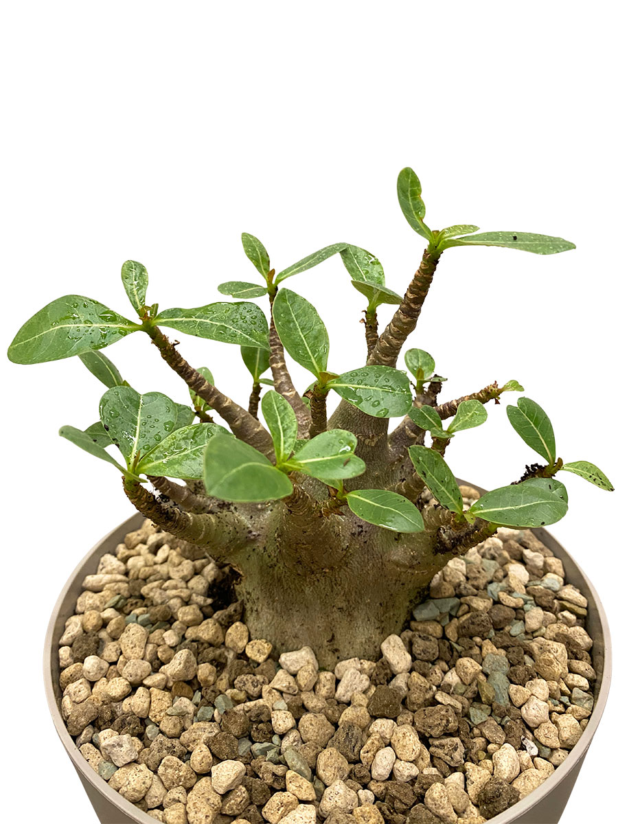Wüstenrose Adenium Arabicum Baobab