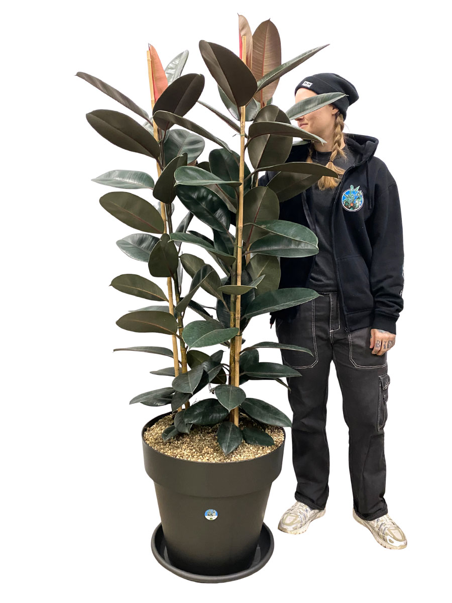 Gummibaum Abidjan Säule - Gross